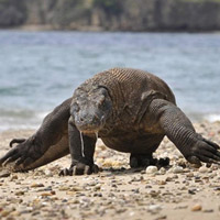 Indonesia đóng cửa đảo rồng Komodo để ngăn chặn buôn lậu