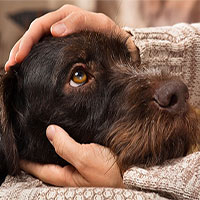 Những căn bệnh nguy hiểm bạn có thể lây từ thú cưng