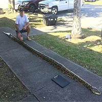 Trăn Miến Điện đe dọa "nuốt chửng" Florida