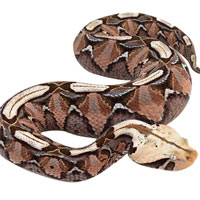 Video: Loài rắn có liều lượng độc cao nhất thế giới thích di chuyển như một con sâu róm