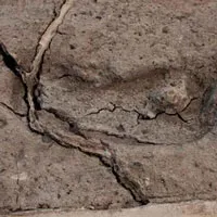 Dấu chân 15.600 năm tuổi xác nhận lịch sử loài người tại châu Mỹ