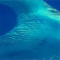 Có thứ gì đó bí ẩn đang... huýt sáo dưới biển Caribbean mà khoa học đang đau đầu tìm hiểu