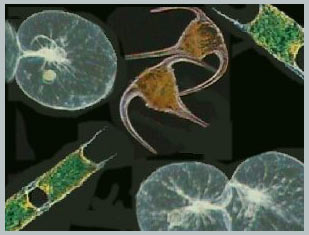 Tầm quan trọng của sinh vật đại dương