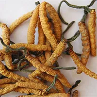Phát hiện chất kháng viêm trên nấm đông trùng hạ thảo