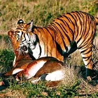 Hổ săn mồi như thế nào?