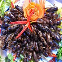Vì sao các món từ côn trùng ngon nhưng nguy hiểm?
