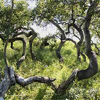 Vườn cây cổ thụ xoắn ốc kỳ quái thu hút du khách ở Canada