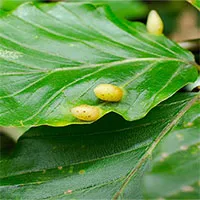 Cây cối có bị ung thư không?