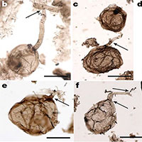 Phát hiện hóa thạch nấm khoảng một tỷ năm tuổi