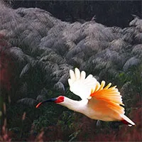 Hàn Quốc "hồi sinh" loài chim tuyệt chủng 40 năm