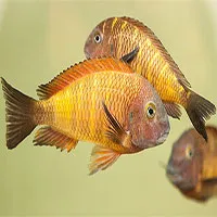Ngỡ ngàng loài cá cũng biết tương tư như con người