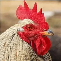 Những đặc điểm tưởng vô dụng lại là vũ khí ưu việt của động vật!