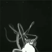 Mực khổng lồ lộ diện trước camera tàng hình ở đáy vịnh Mexico