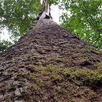 "Sứ giả thời tiền sử" duy nhất trên thế giới trong rừng Bidoup