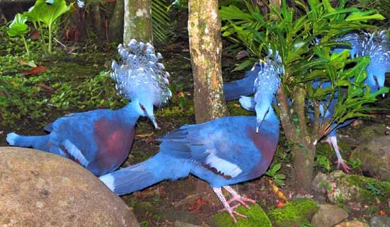 Bồ câu Guora Cristata