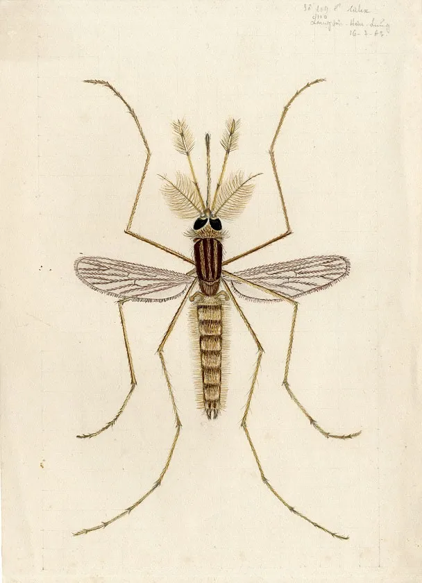 Drawing of a male Culex mosquito