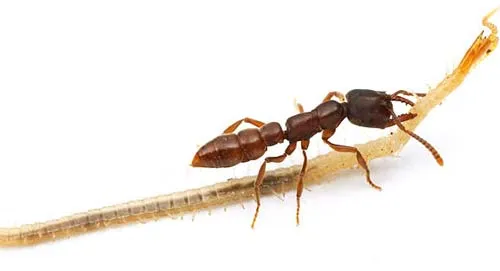 Loài Amblyopone oregonensis