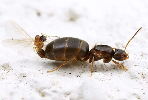 Loài Brachymyrmex obscurior