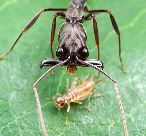 Kiến Oligomyrmex atomus
