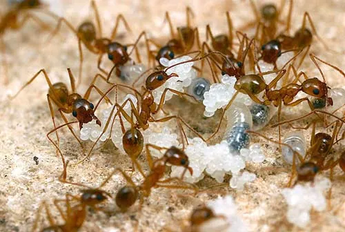 Loài Pheidole desertorum