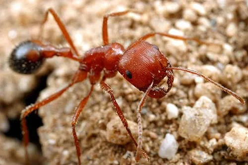 Kiến Pogonomyrmex californicus