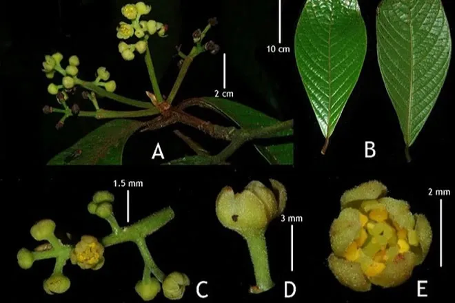 Beilschmiedia danhkyii