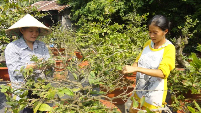 Tuốt lá mai