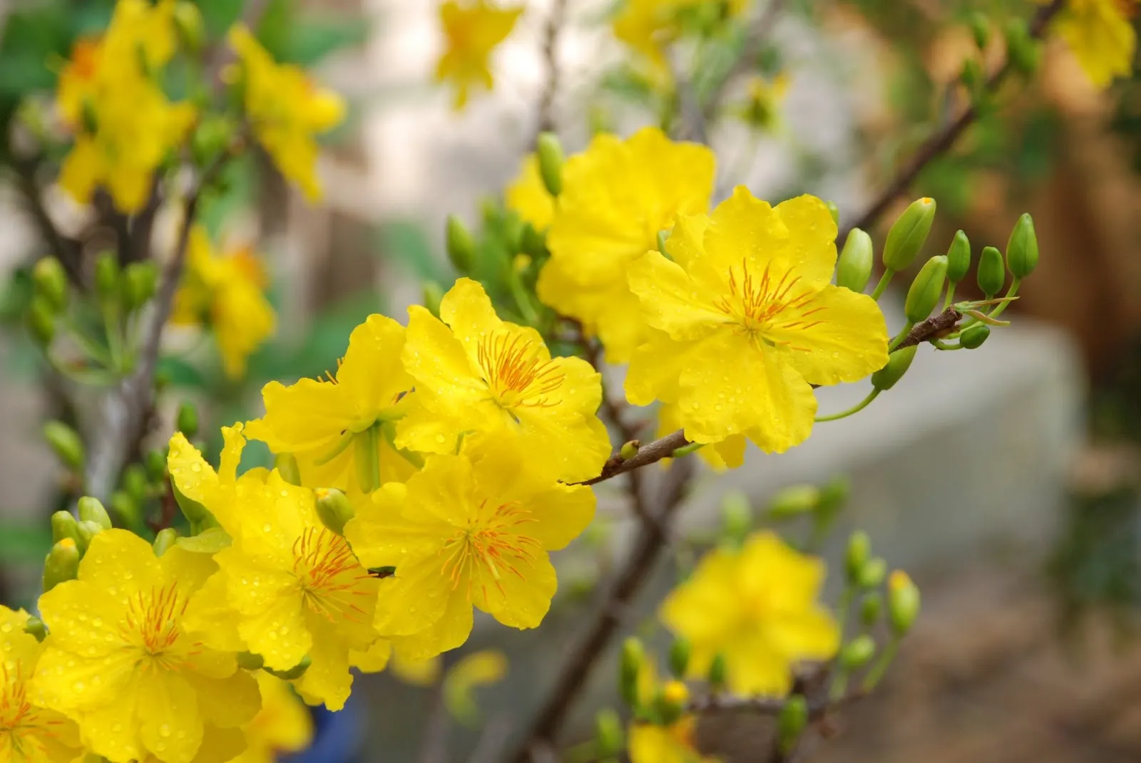 Xử lý cho mai ra hoa sớm