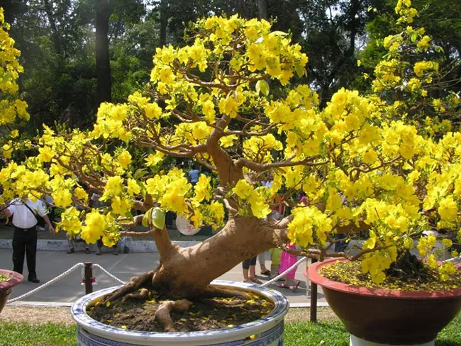 Mưa, nắng và gió là những điều mà người trồng hoa mai quan tâm hơn cả. Chỉ một sự thay đổi của thời tiết, rất có thể khiến cho cả vườn mai, nguồn thu nhập chính vào dịp Tết của nông dân cũng sẽ thay đổi.