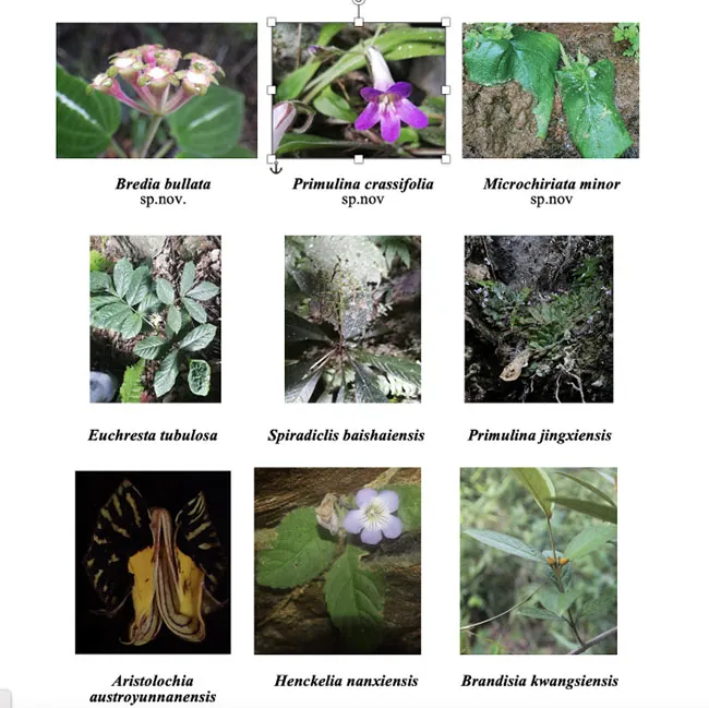 ベトナムの洞窟植物の新種と新記録種