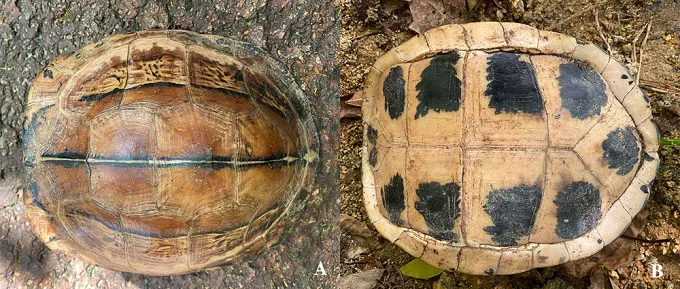 Upper and lower sides of a southern Vietnamese box turtle