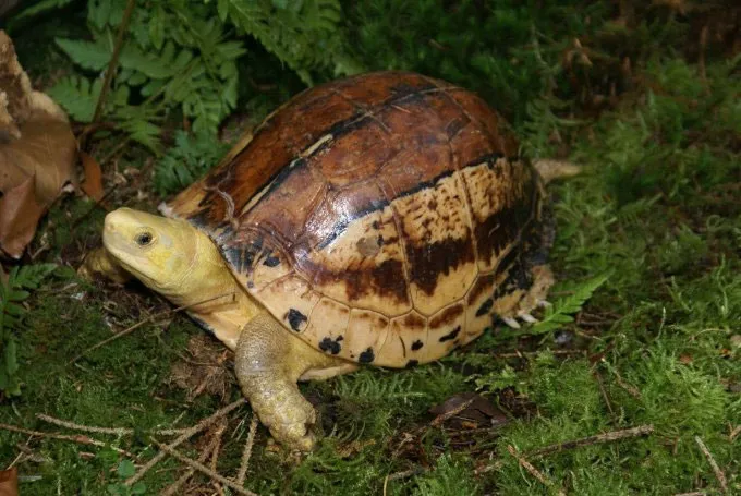 Southern Vietnamese box turtle