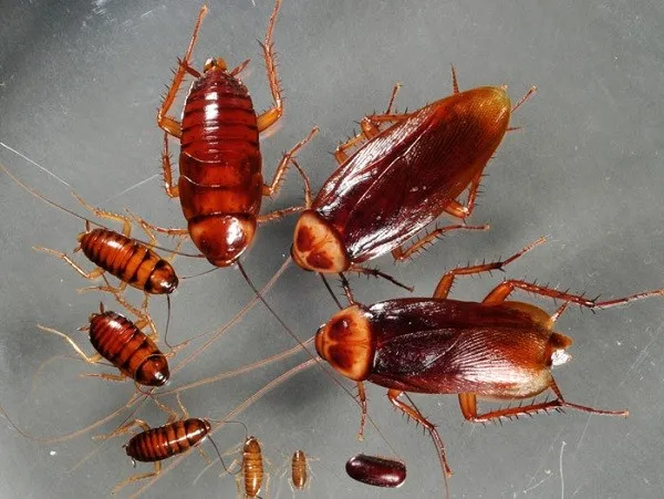 Gián là sinh vật máu lạnh