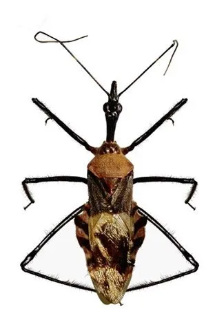 Sycanus taynguyenensis assassin bug