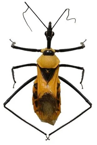 Sycanus thuathienhuensis assassin bug