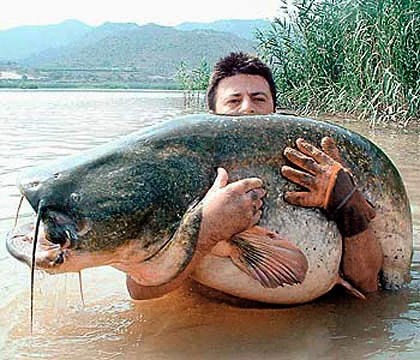 Cá trê khổng lồ