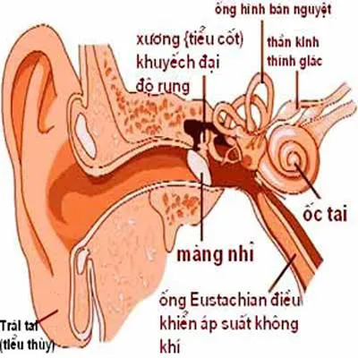 Cấu tạo của tai
