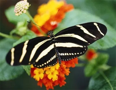 Bướm cánh dài sọc vằn