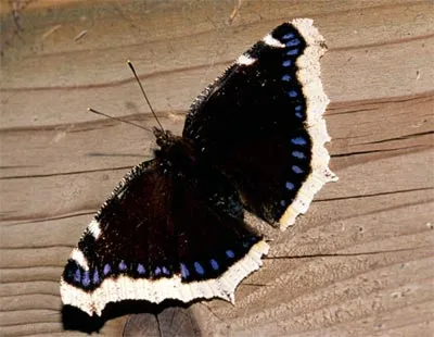 Bướm áo choàng