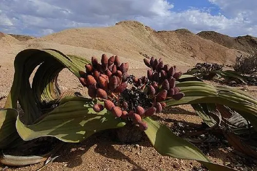 Welwitschia mirabilis