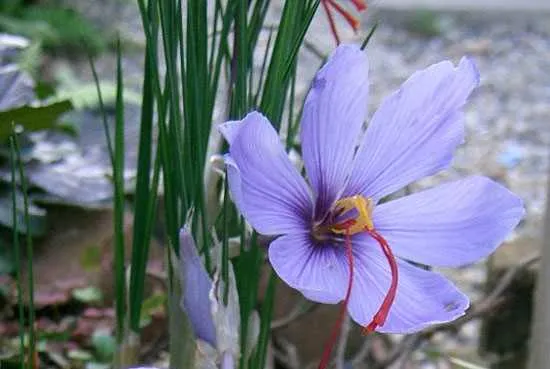 Cây nghệ tây