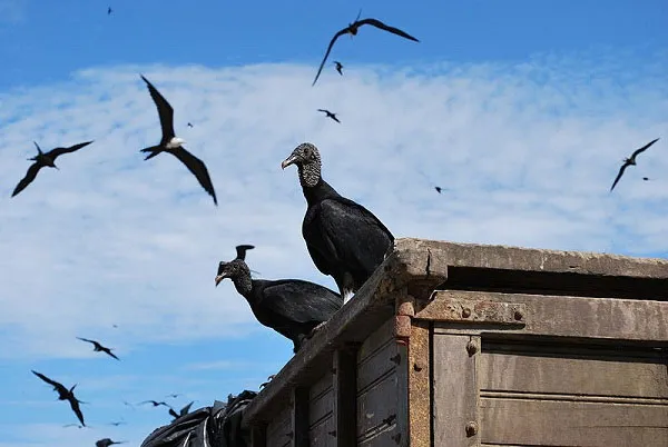 Kền kền cathartes aura