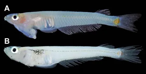 Cá Phallostethus cuulong giống đực và giống cái. Ảnh: mapress.com/zootaxa