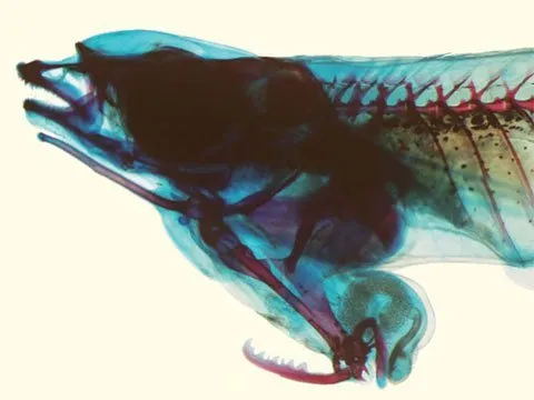 Bên trong cơ thể cá Phallostethus cuulong giống đực.