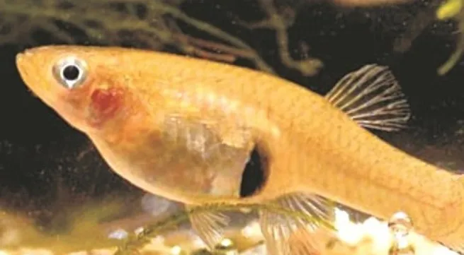 Cá ăn muỗi.