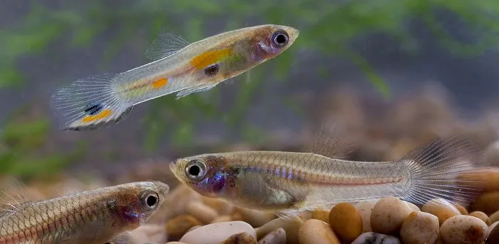 Cá bảy màu con