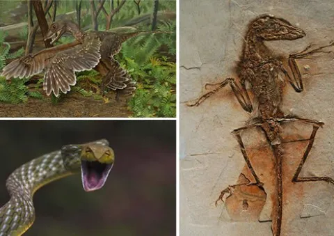 Sinornithosaurus: Loài khủng long có nọc độc