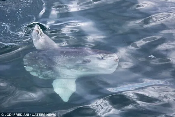 Loài Mola mola
