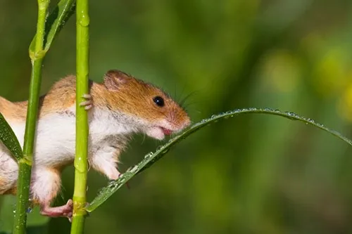 Một con chuột đồng đang uống sương trên ngọn cỏ