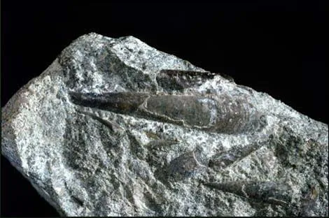 Kỷ Bambrian